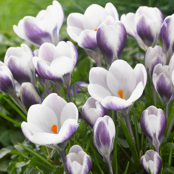 Prins Claus Crocus Order Crocus Bulbs online Bulbs Direct NZ