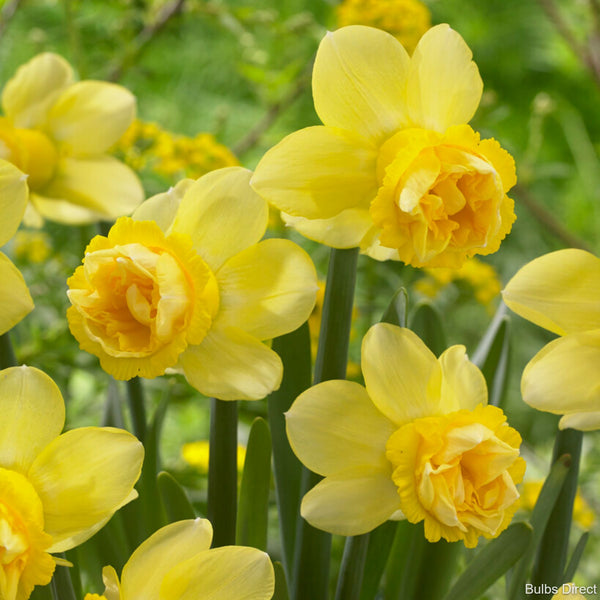 Milena Daffodil | Order Daffodil Bulbs online | Bulbs Direct NZ