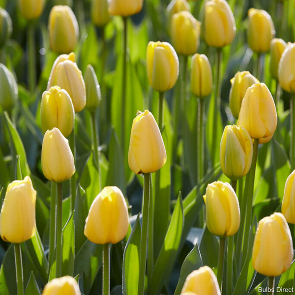 Golden Parade Tulips Buy Tulip Bulbs online Bulbs Direct NZ