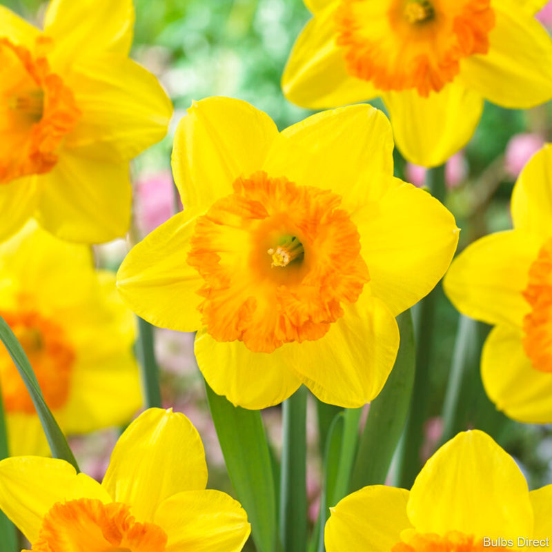 Bulbs Direct Sunlover Daffodils | Order Daffodil Bulbs online | Bulbs Direct NZ