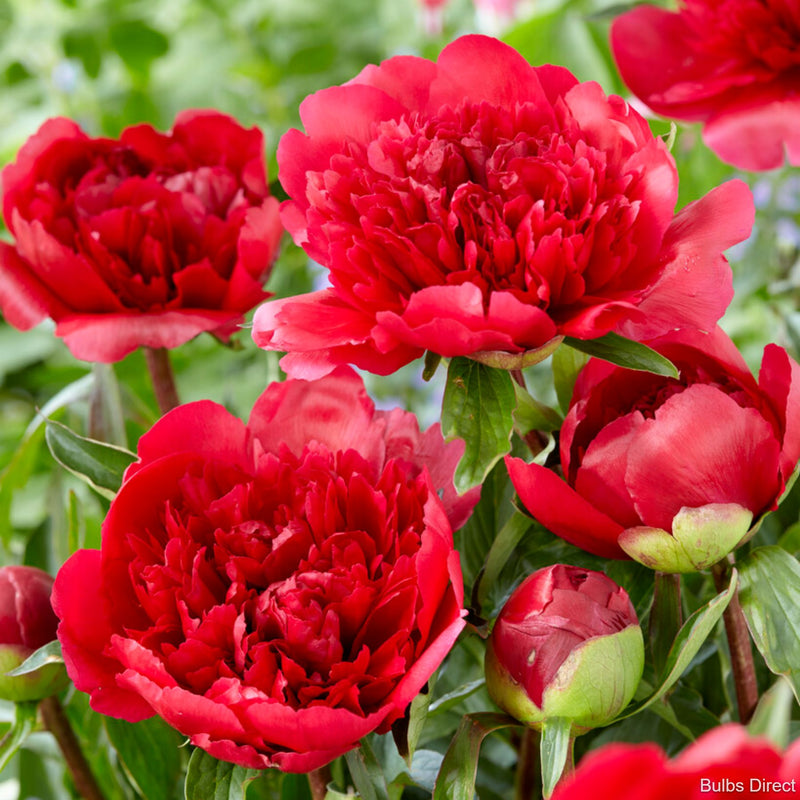 Bulbs Direct Peonies Many Happy Returns Peonies | Buy Peony plants online | Bulbs Direct