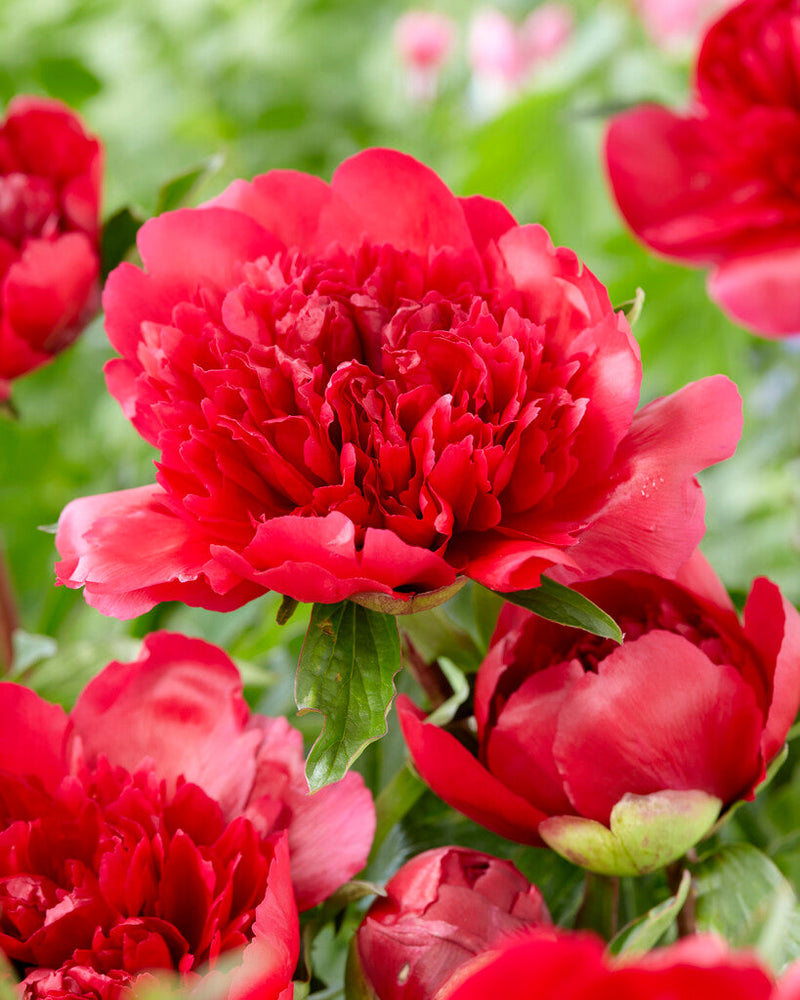 Bulbs Direct Peonies Many Happy Returns Peonies | Buy Peony plants online | Bulbs Direct