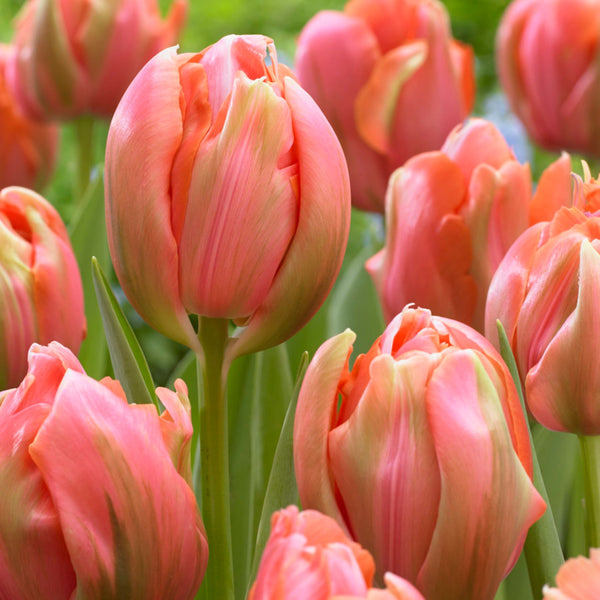 Menton Unique Tulips Order Tulip Bulbs Online Bulbs Direct NZ