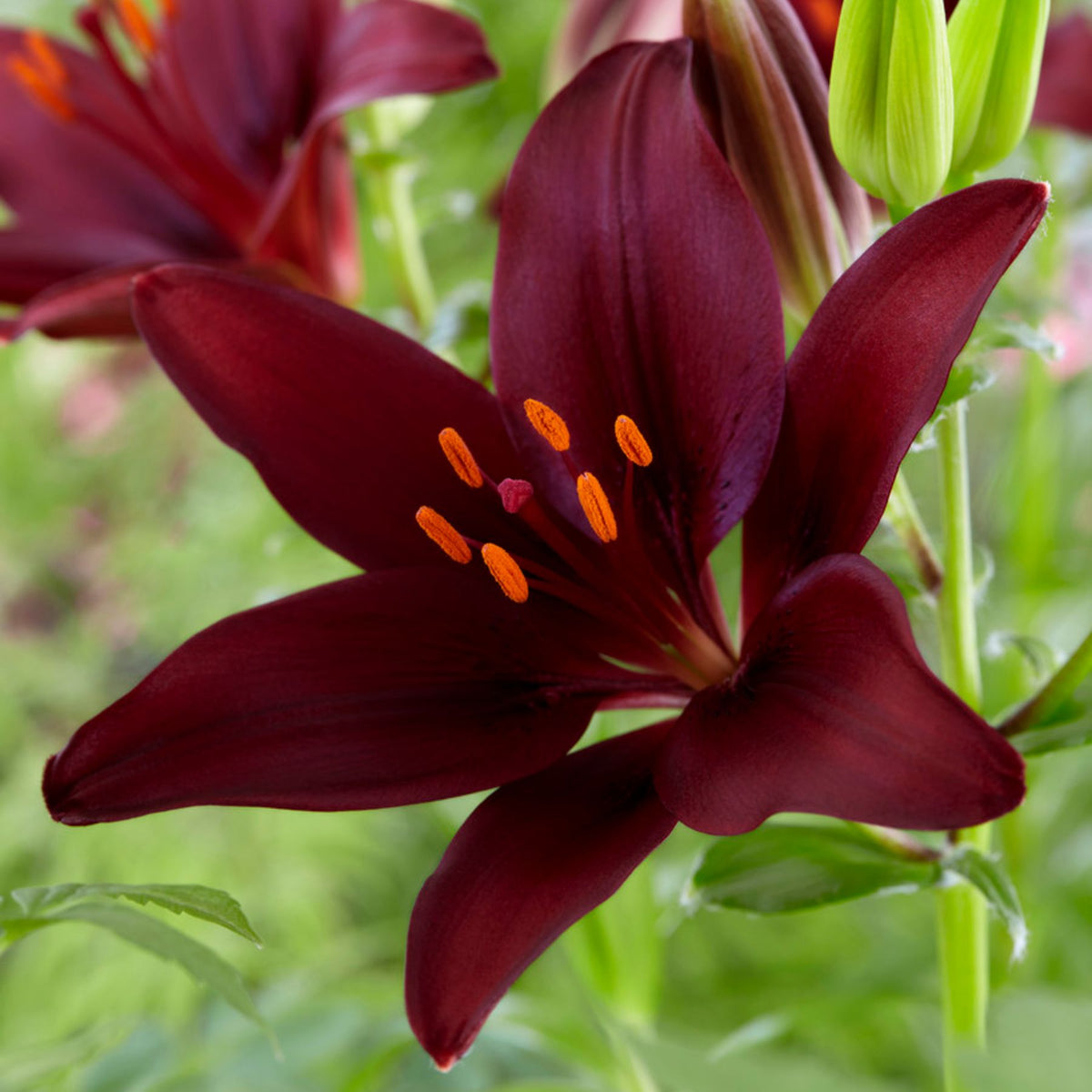 matrix red asiatic lily Red Matrix Asiatic Lily | Order Lily Bulbs online