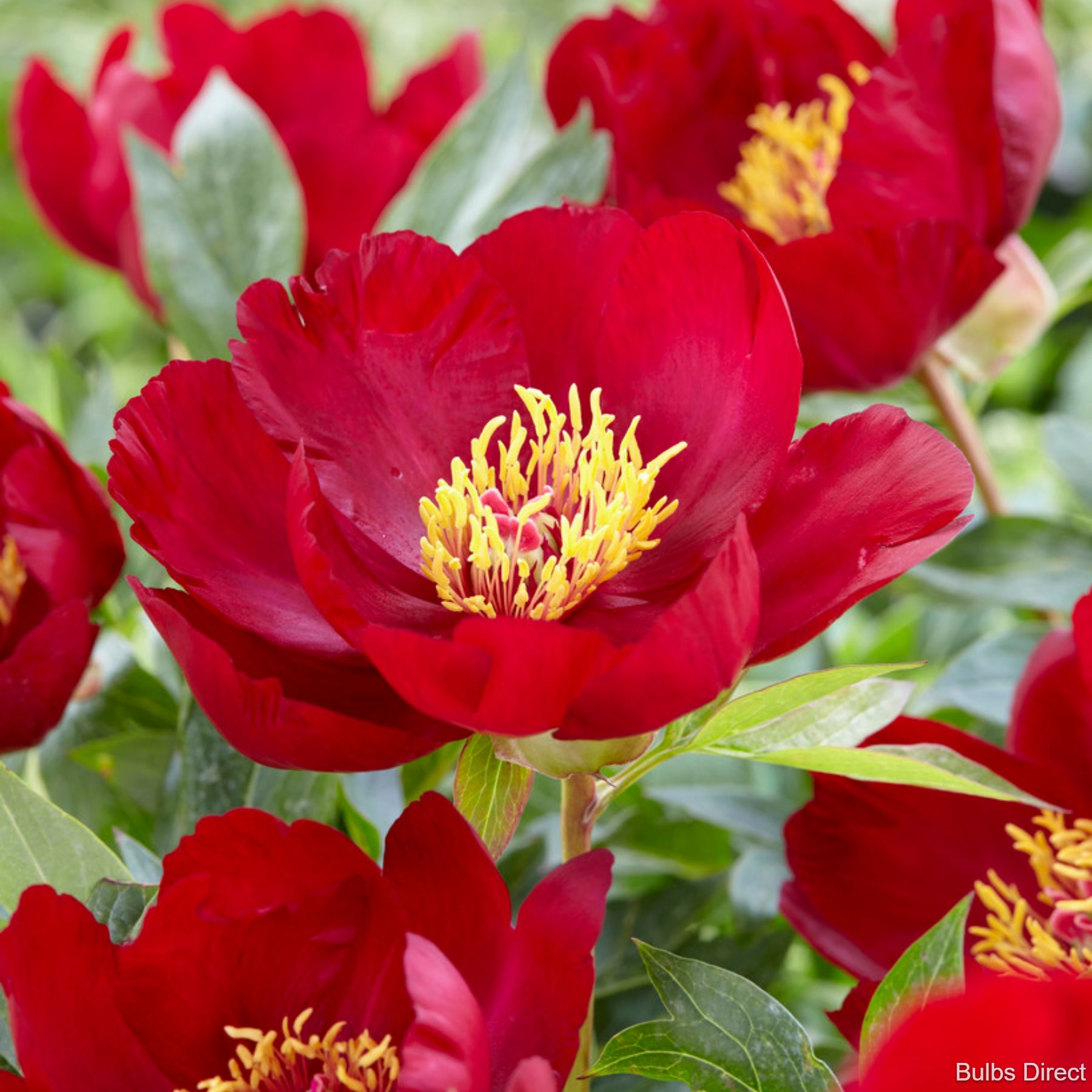 Scarlet Heaven Peonies | Buy Peony plants online | Bulbs Direct NZ