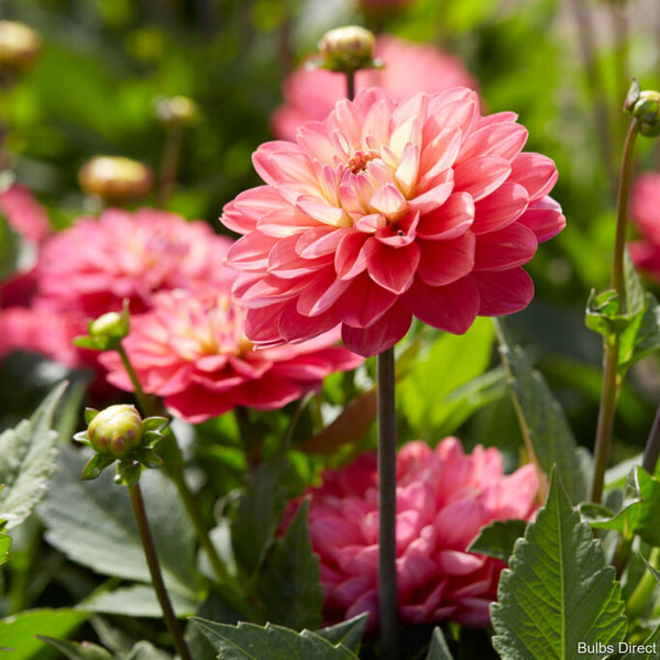 Melody Allegro Dahlias Order your Dahlia Tubers Online Bulbs Direct NZ