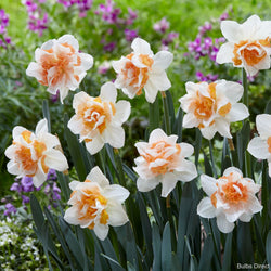 replete daffodil bulbs