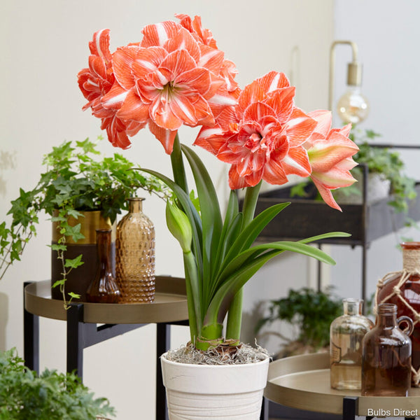 Sunshine Nymph Hippeastrum | Order online - Bulbs Direct NZ