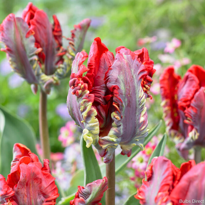 Tulip Rococo | Order Parrot Tulip Bulbs online | Bulbs Direct NZ