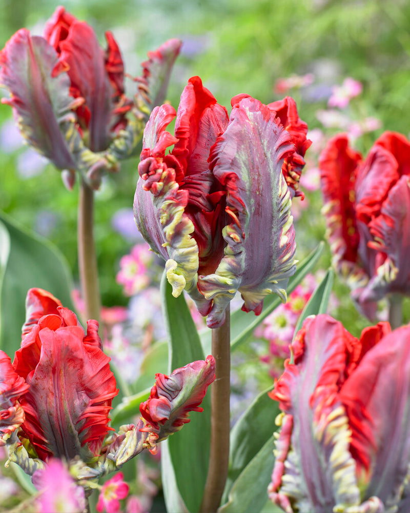 Tulip Rococo | Order Parrot Tulip Bulbs online | Bulbs Direct NZ