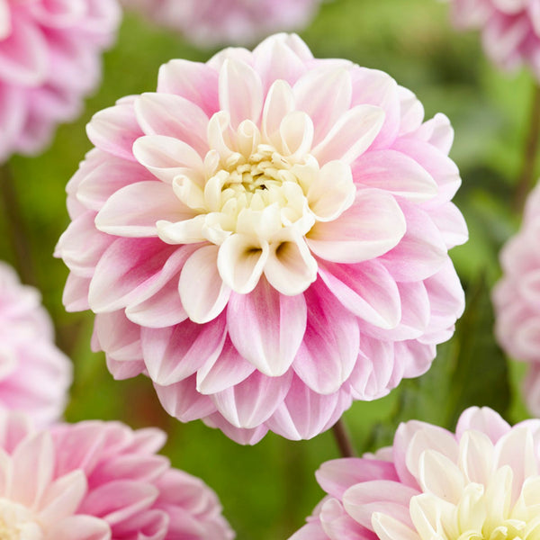 Fluffles Dahlias Order Dahlia Tubers online Bulbs Direct NZ