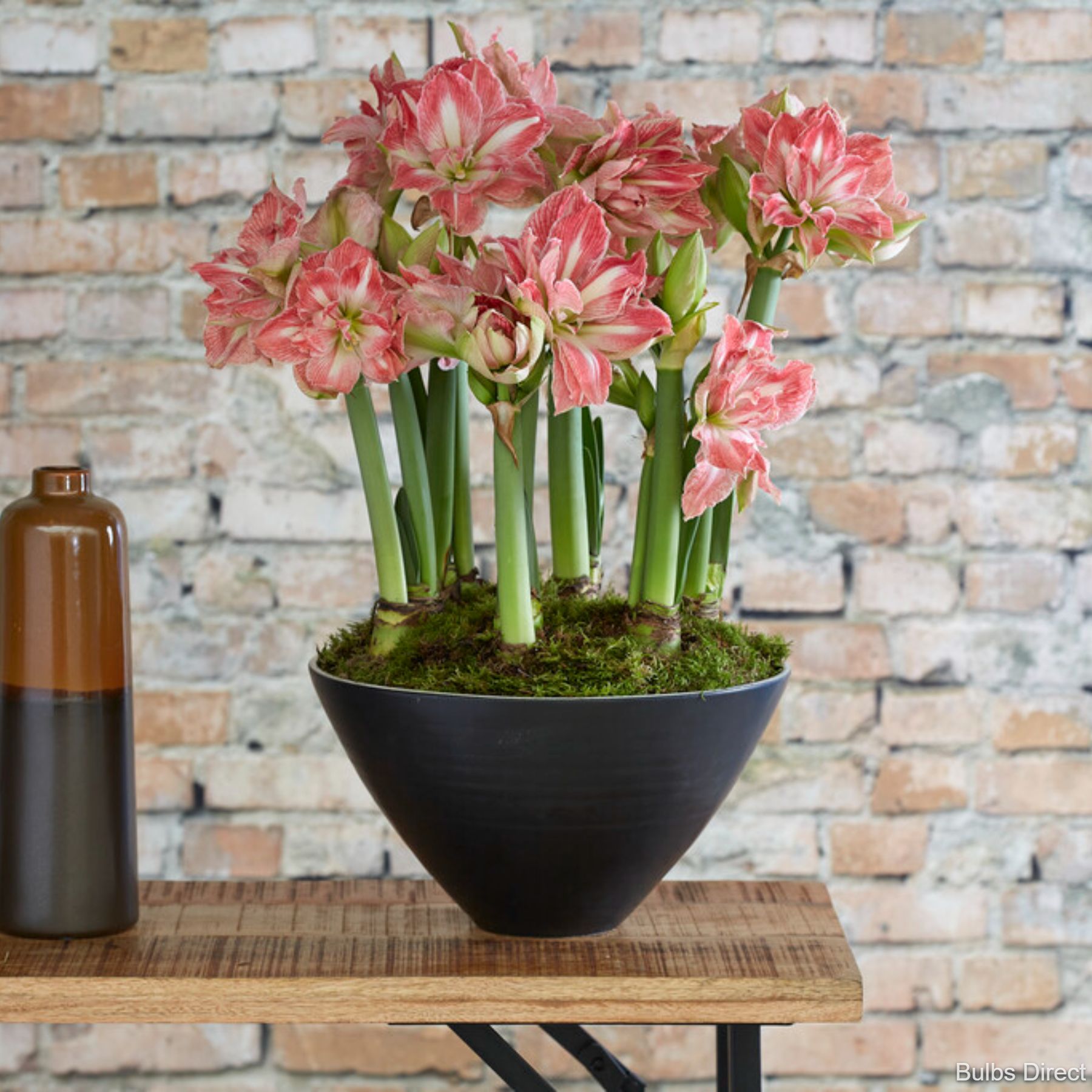 Pretty Nymph Hippeastrum Order Bulbs online Bulbs Direct NZ