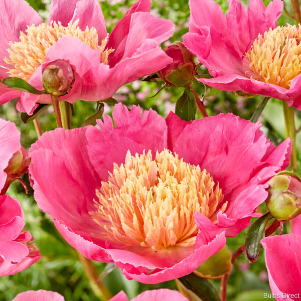 Flame Peony Buy Peony plants online Bulbs Direct