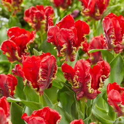 Seadov Parrot Tulip