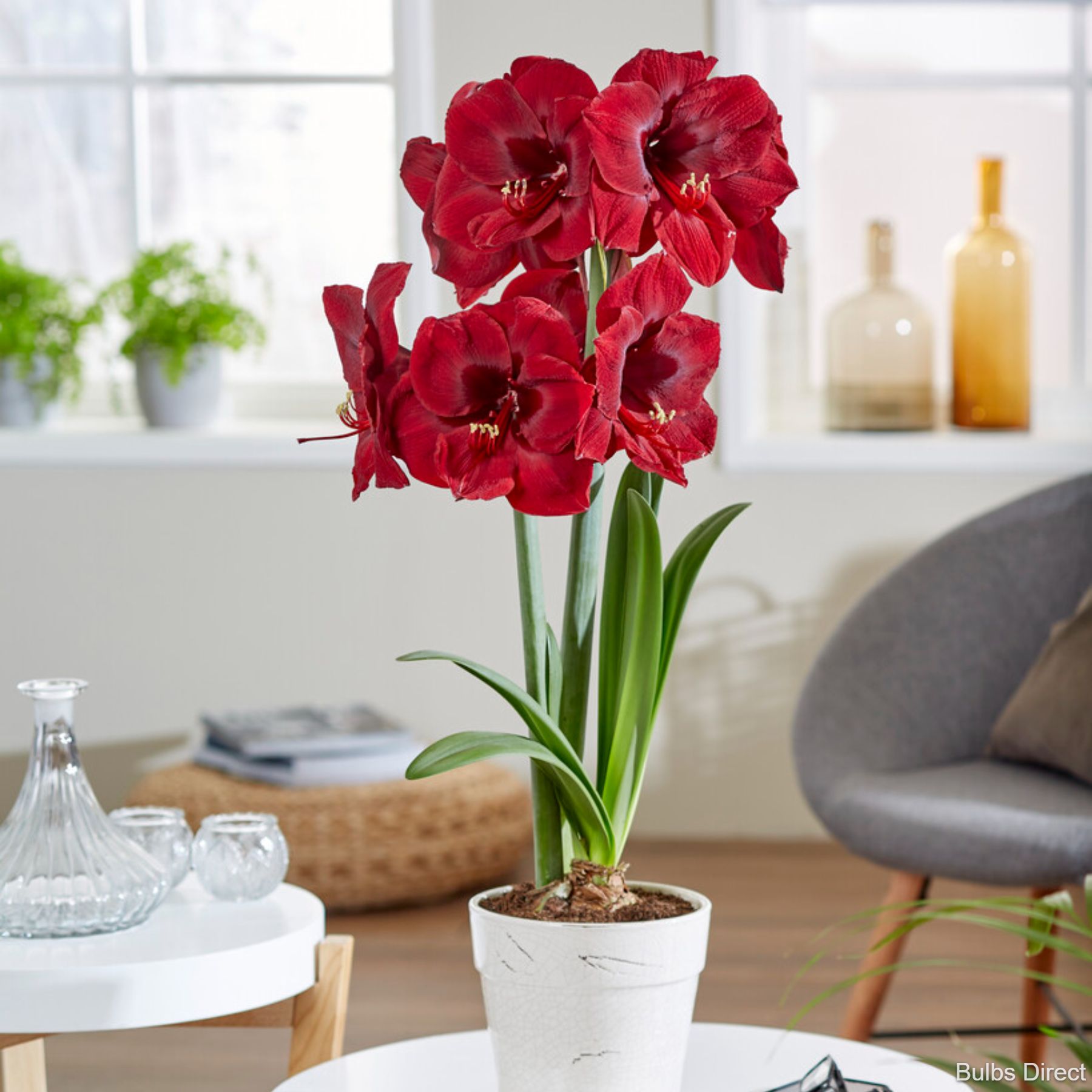 Mandela Hippeastrum Order Hippeastrum Bulbs online Bulbs Direct NZ