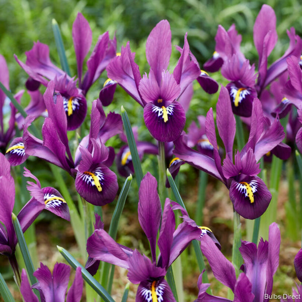 Rejoice Iris Reticulata Order Iris Bulbs online Bulbs Direct NZ