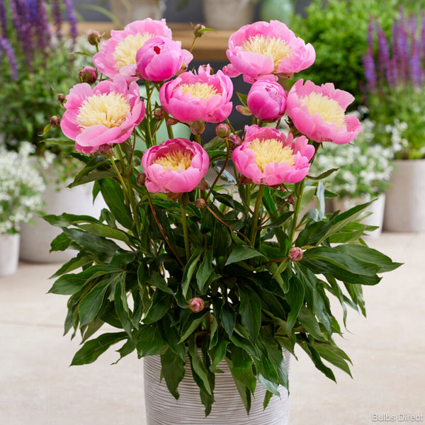 Kiev Patio Peonies Buy Peony plants online Bulbs Direct NZ