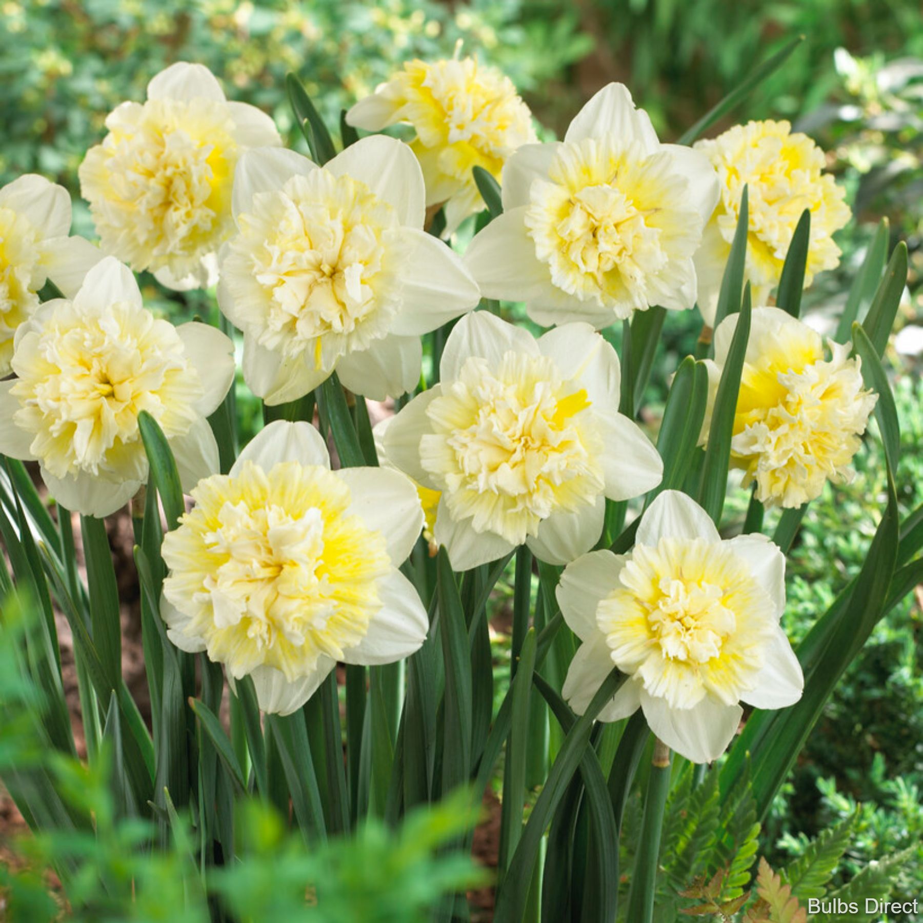 Ice King Daffodil Order Daffodil Bulbs online Bulbs Direct NZ