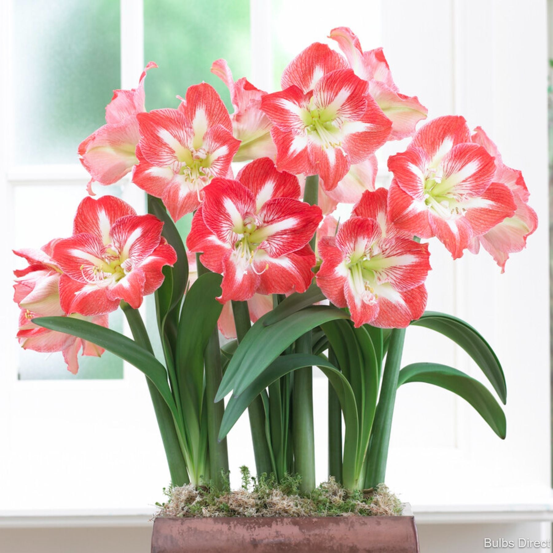 Minerva Hippeastrum Order Bulbs online Bulbs Direct NZ