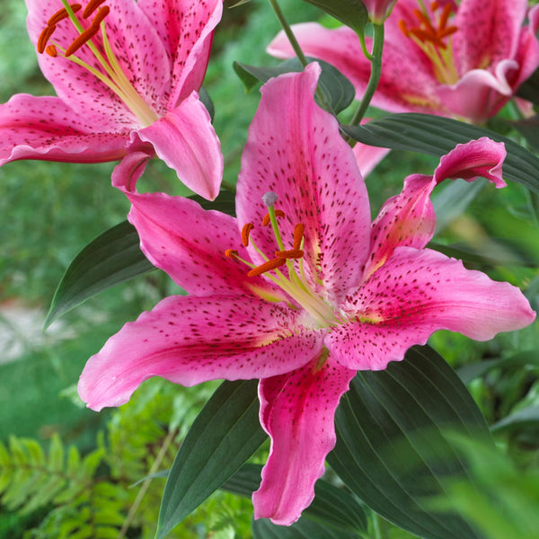 Dynamite Oriental Lily | Order Lily Bulbs online | Bulbs Direct NZ