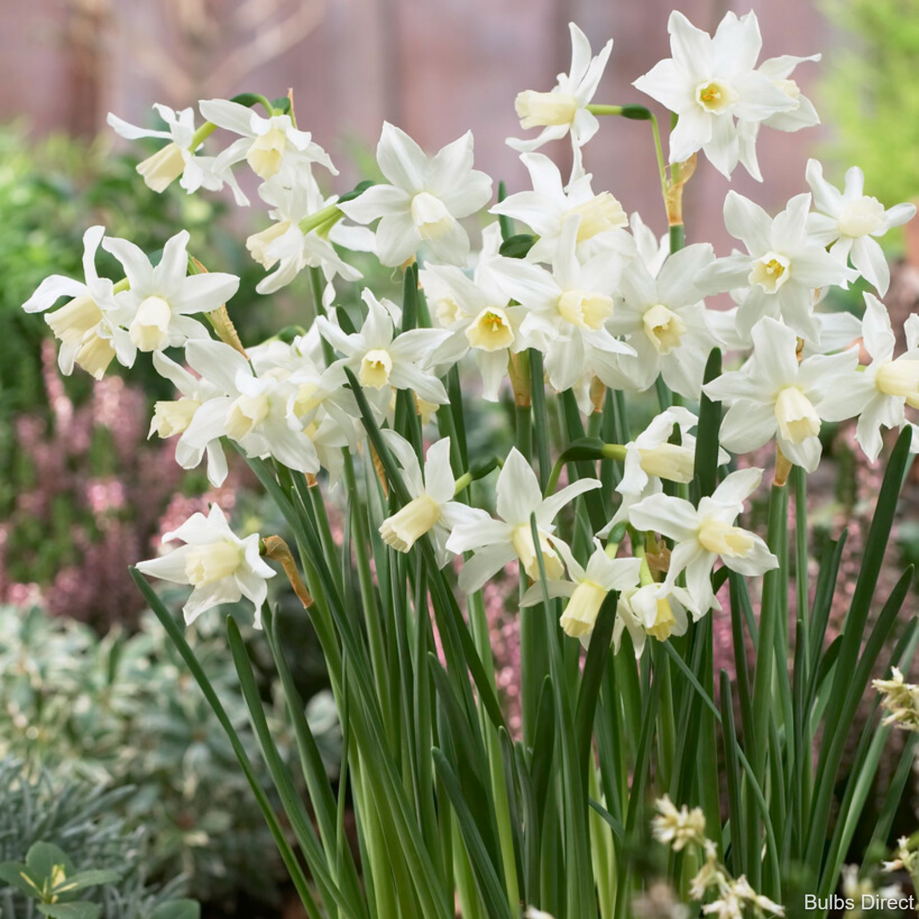 White Tete A Tete Daffodils | Order Daffodil Bulbs Online | Bulbs Direct NZ