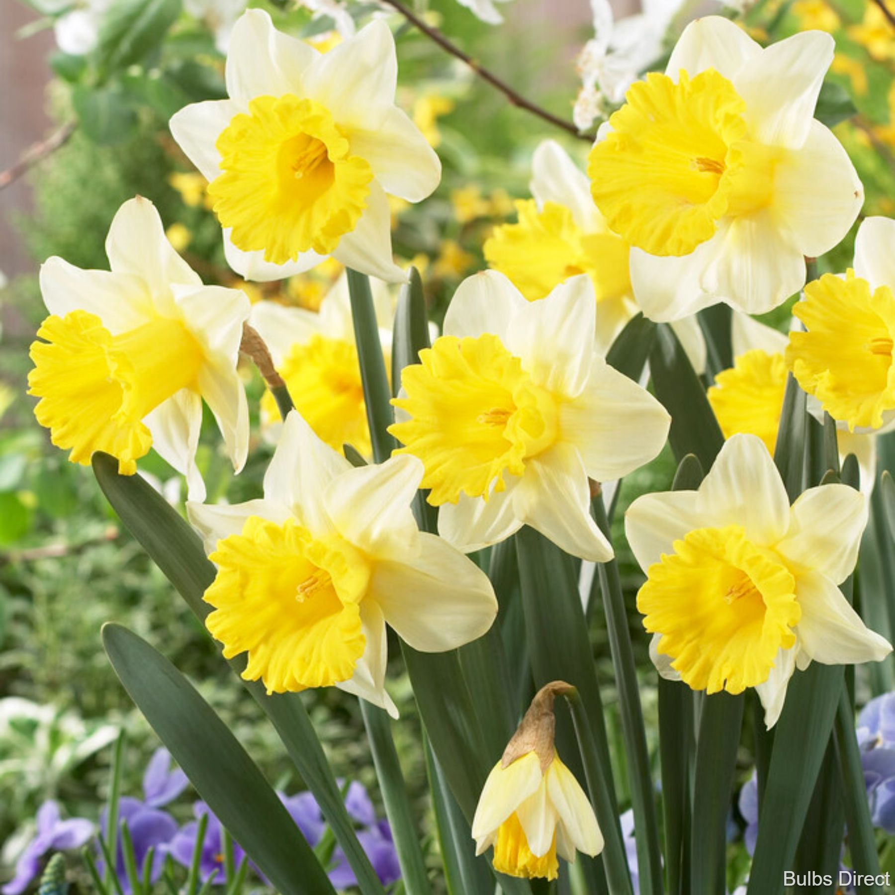 Goblet Daffodil | Order Daffodil Bulbs online | Bulbs Direct NZ