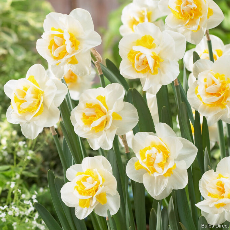 double pam daffodil bulbs