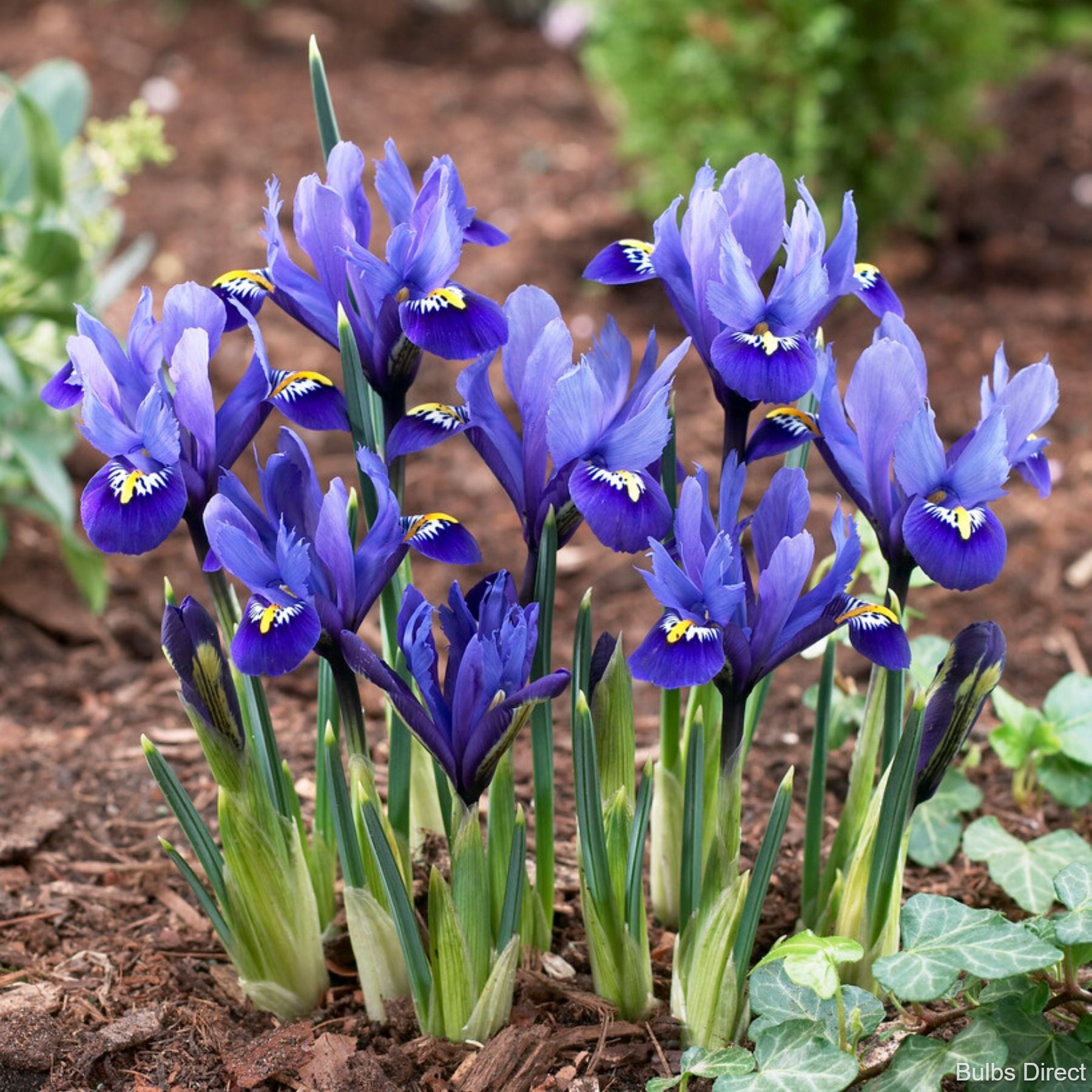 Rhapsody Iris Reticulata Order Iris Bulbs online Bulbs Direct NZ