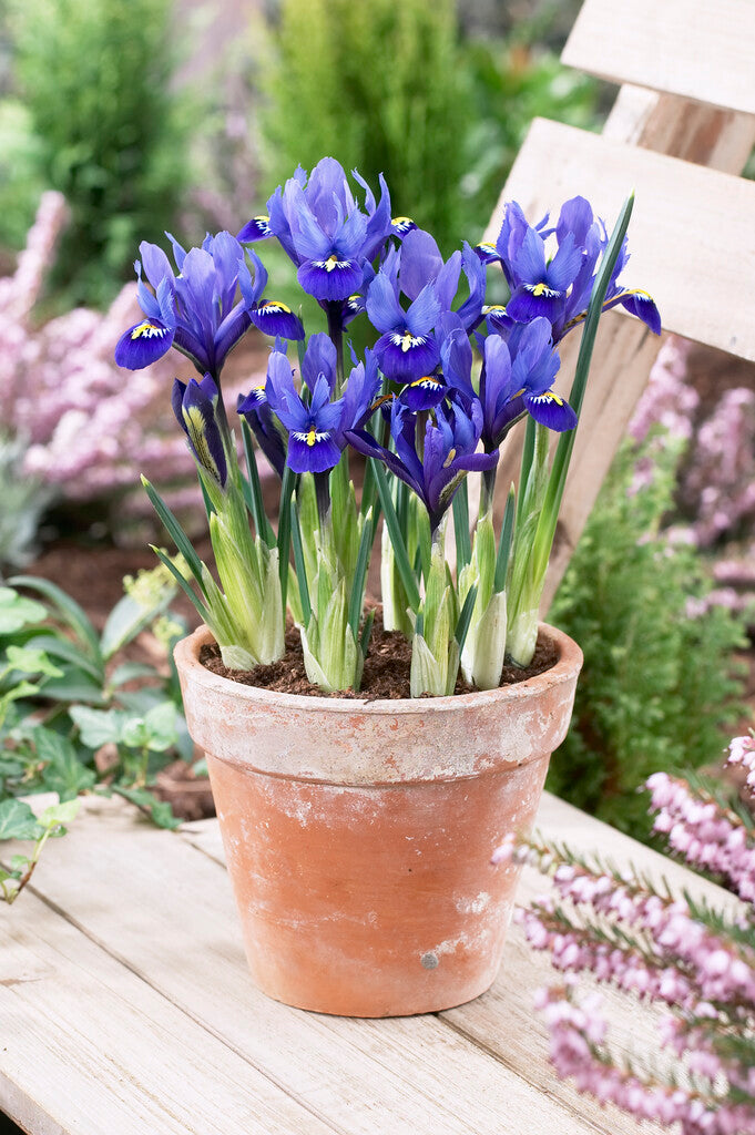 Rhapsody Iris Reticulata | Order Iris Bulbs online | Bulbs Direct NZ