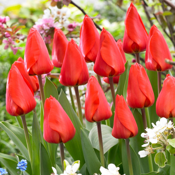 Lalibela Tulips Order your Tulip Bulbs online Bulbs Direct NZ