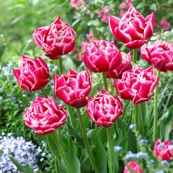 columbus tulip peony hot pink and white petals