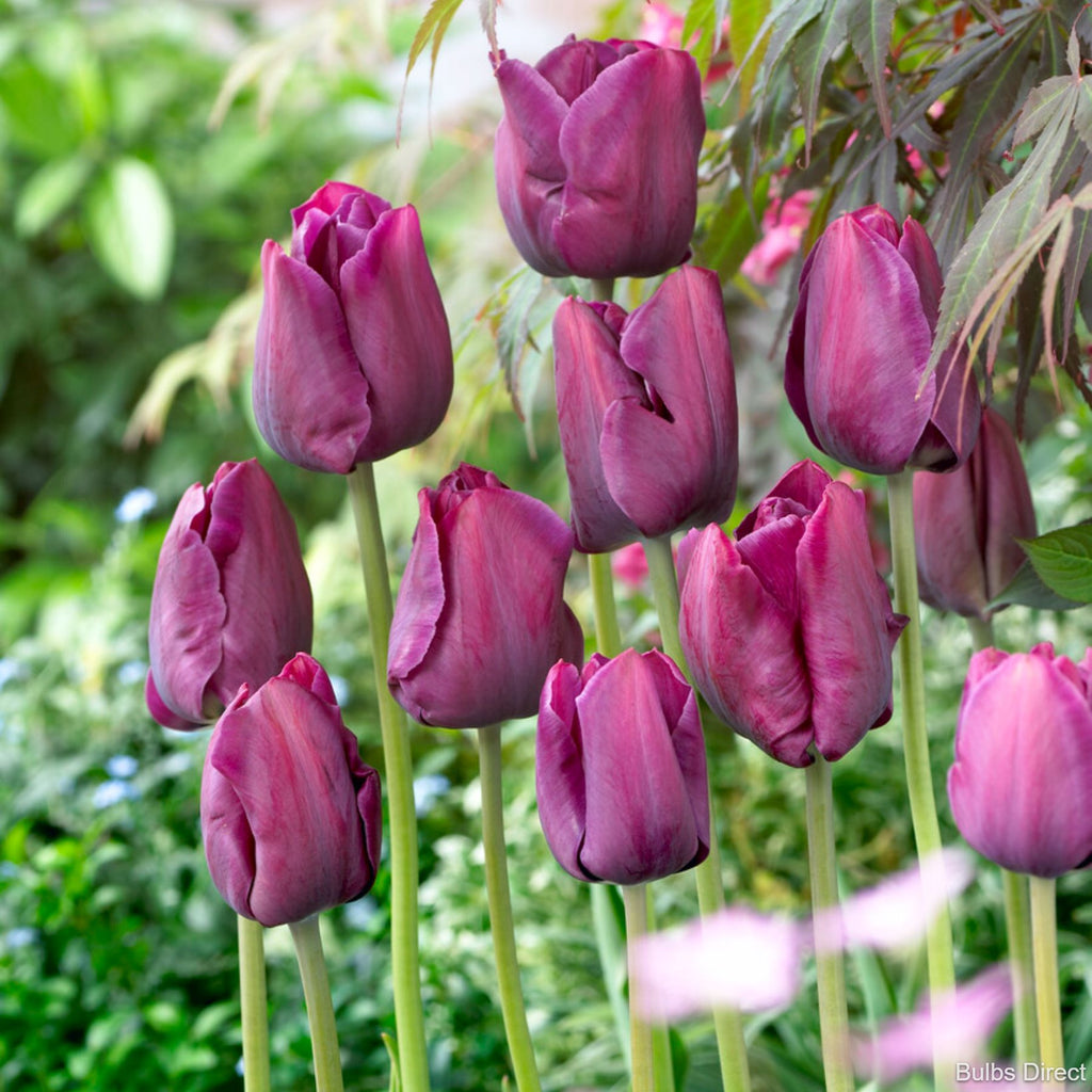 Bulbes de tulipes MCKENZIE Cum Laude, violet, paquet de 20 141378