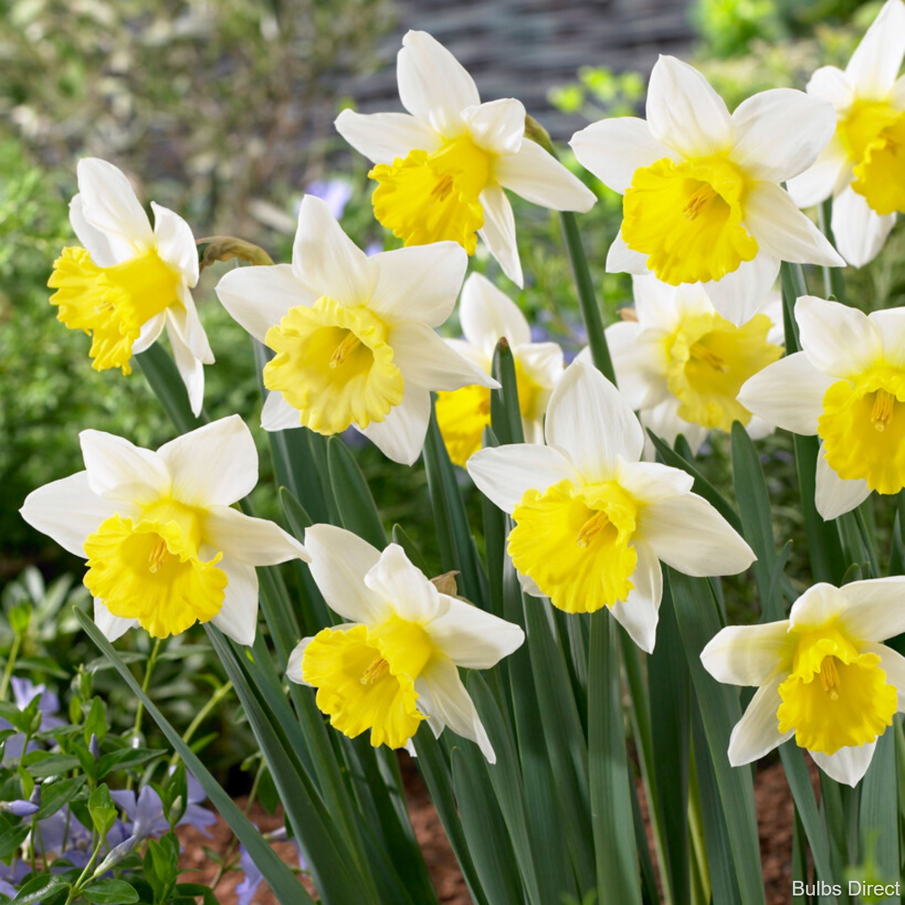 Finland Daffodils | Order Daffodil Bulbs Online | Bulbs Direct NZ