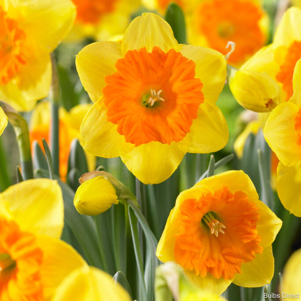 Sunlover Daffodils | Order Daffodil Bulbs Online | Bulbs Direct NZ