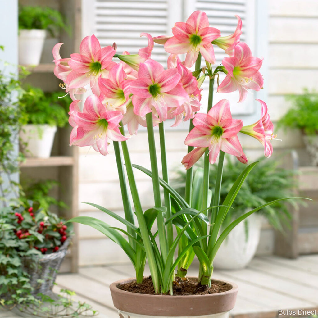 Lollypop Sonatini | Order Hippeastrum Bulbs Online | Bulbs Direct