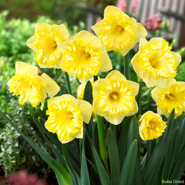 Snowtip Daffodils | Order Daffodil Bulbs online | Bulbs Direct NZ