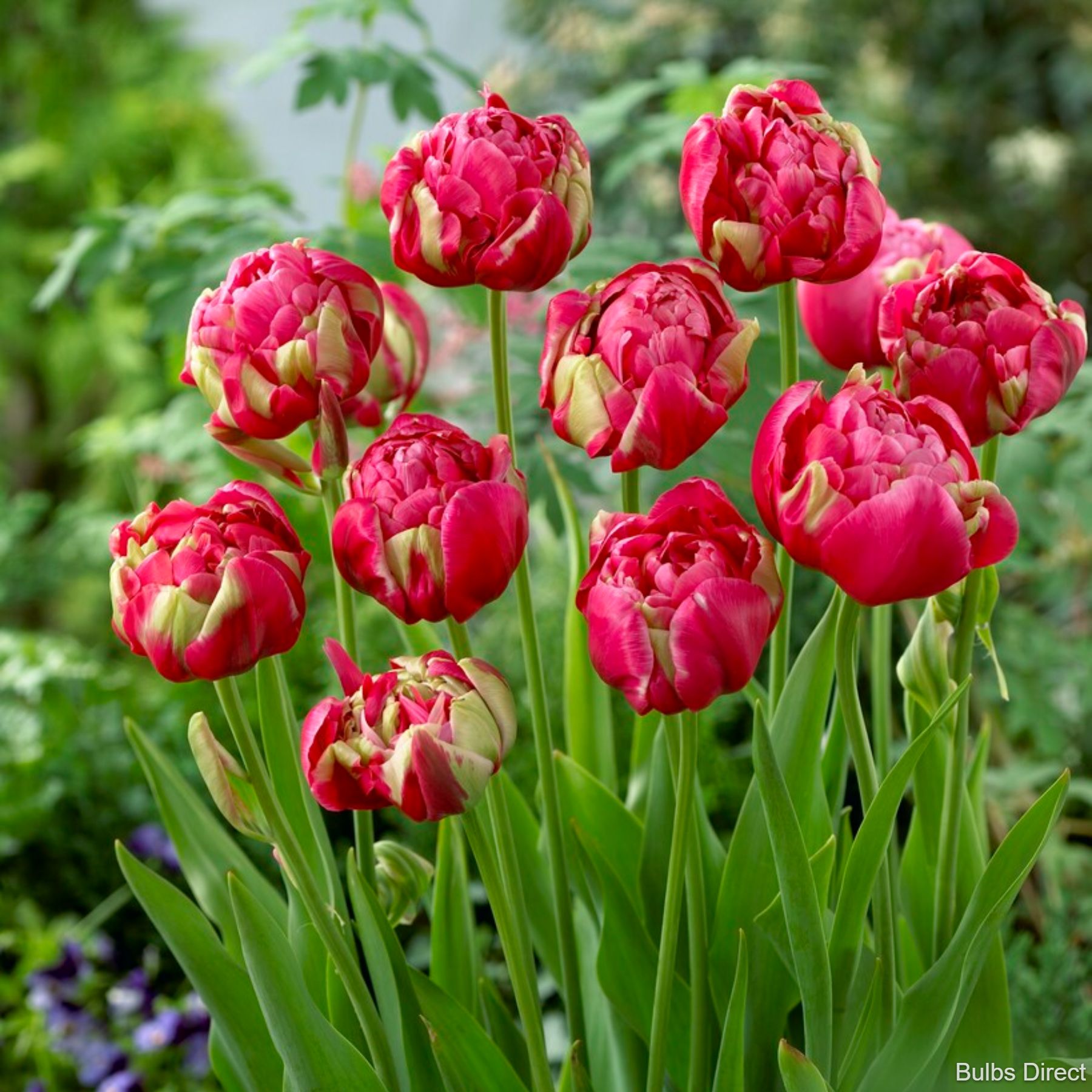 Tulip Renown Unique | Buy Peony Tulip Bulbs online | Bulbs Direct NZ