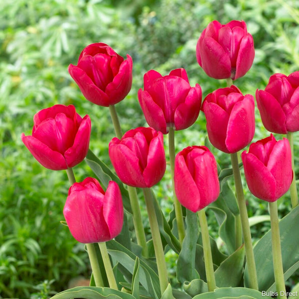 Purk Tulips | Order Tulip Bulbs online | Bulbs Direct NZ