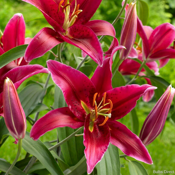 Touchstone Oriental Lily | Buy Lily Bulbs online | Bulbs Direct NZ