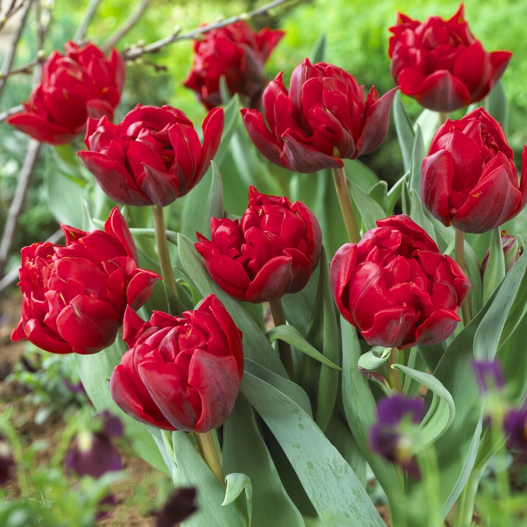 Optøjer Sprout Investere Tulip Red Princess | Buy Tulip Bulbs online | Bulbs Direct NZ