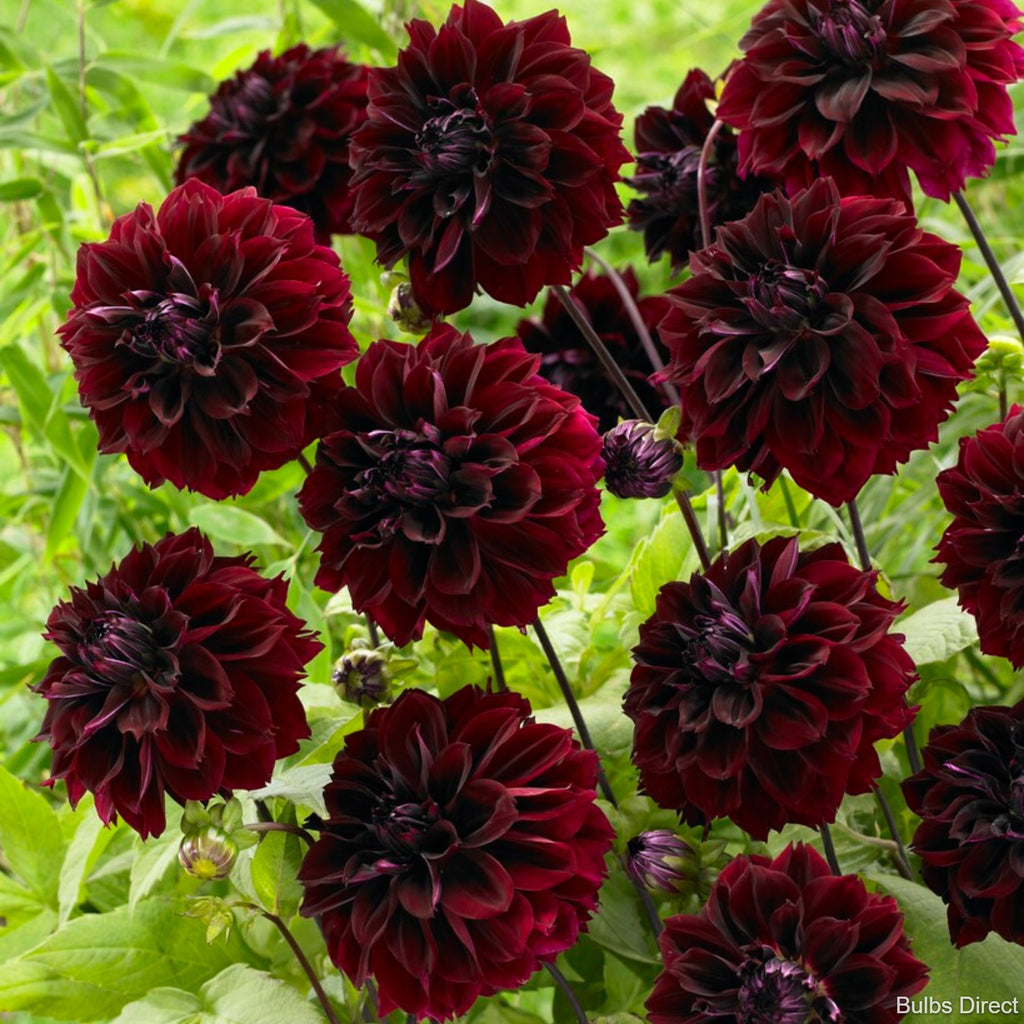 その他 DAHLIA Fubuki Dark Dahlia | Order Dahlia Tubers online - Bulbs Direct NZ